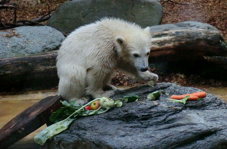 Eisbärmädchen ANORI am 17. Juni 2012 im Wuppertaler Zoo