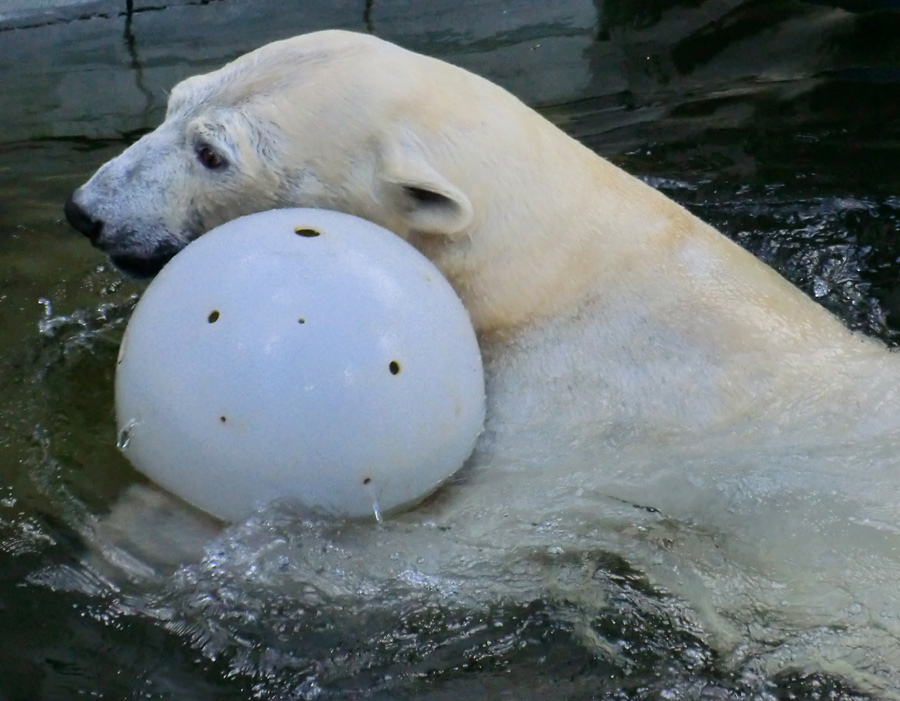 Eisbärin VILMA am 17. Juni 2012 im Zoologischen Garten Wuppertal