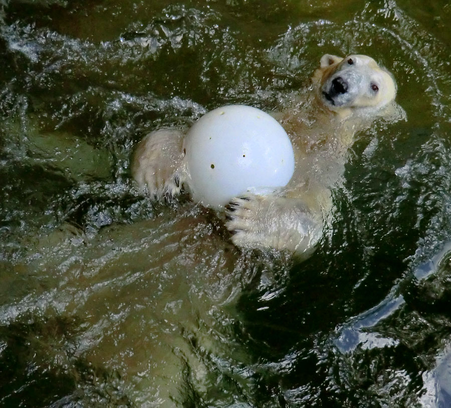 Eisbärin VILMA am 17. Juni 2012 im Wuppertaler Zoo