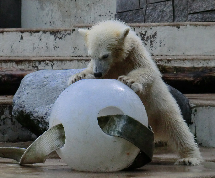 Eisbärmädchen ANORI am 17. Juni 2012 im Wuppertaler Zoo