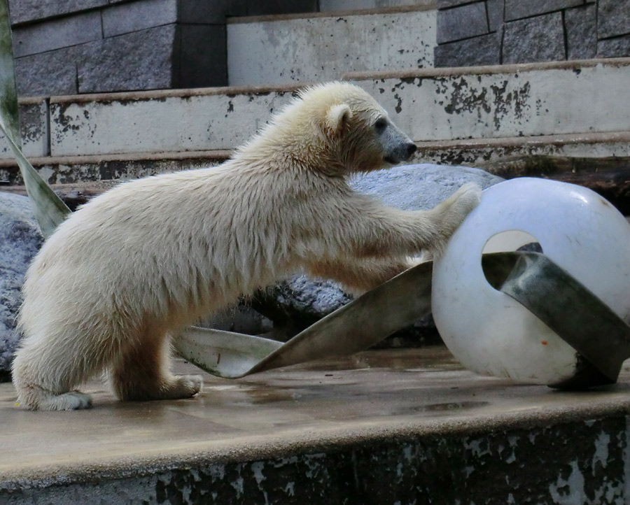 Eisbärmädchen ANORI am 17. Juni 2012 im Zoo Wuppertal