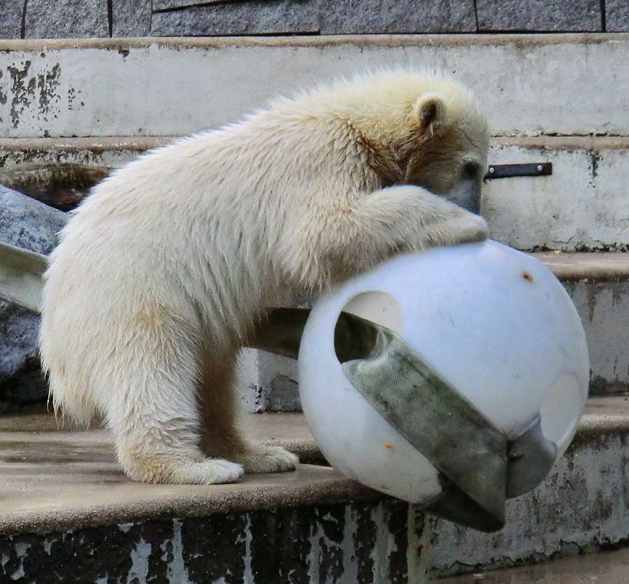 Eisbärmädchen ANORI am 17. Juni 2012 im Zoologischen Garten Wuppertal