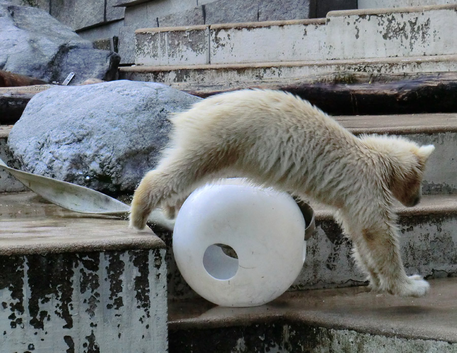 Eisbärmädchen ANORI am 17. Juni 2012 im Wuppertaler Zoo