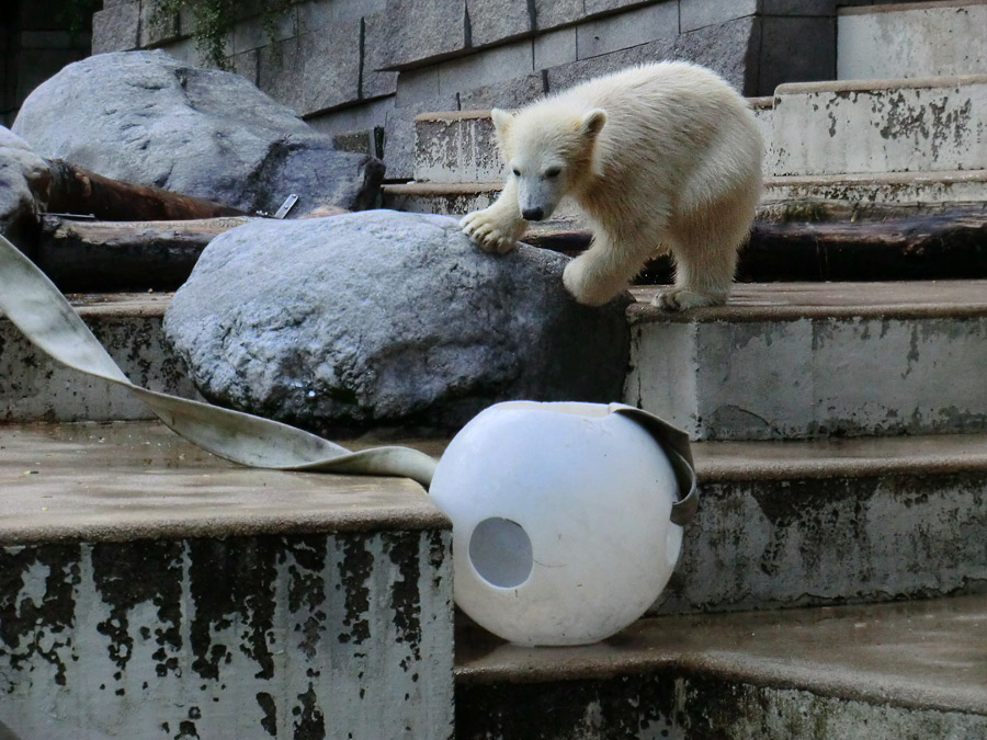 Eisbärmädchen ANORI am 17. Juni 2012 im Zoo Wuppertal