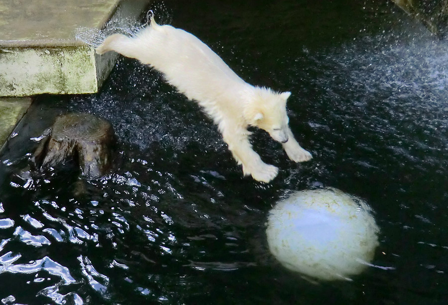 Eisbärmädchen ANORI am 17. Juni 2012 im Zoologischen Garten Wuppertal