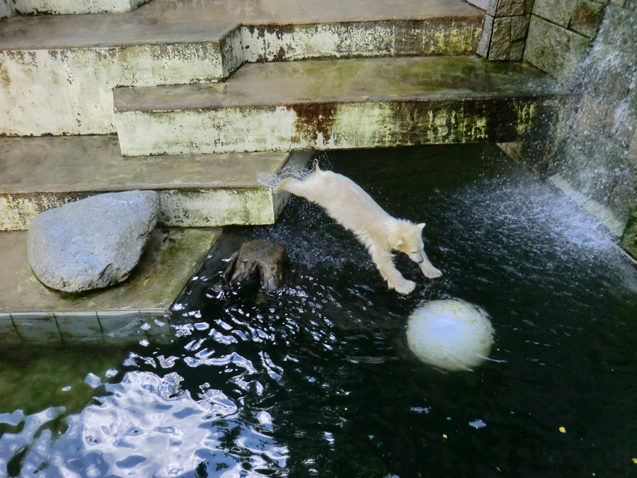 Eisbärmädchen ANORI am 17. Juni 2012 im Zoo Wuppertal