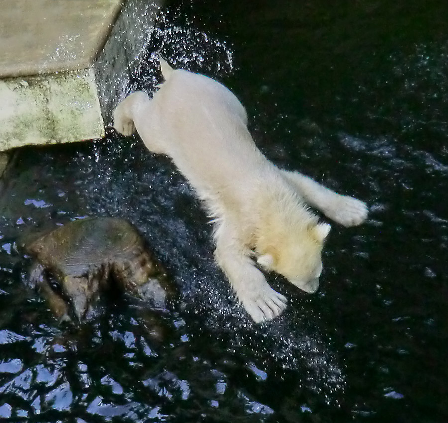 Eisbärmädchen ANORI am 17. Juni 2012 im Zoo Wuppertal