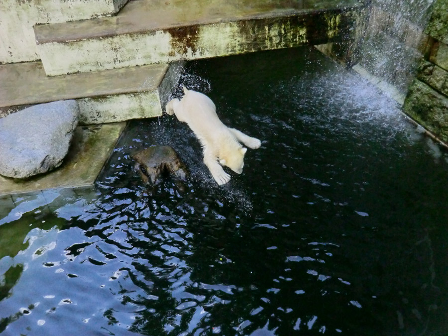 Eisbärmädchen ANORI am 17. Juni 2012 im Wuppertaler Zoo