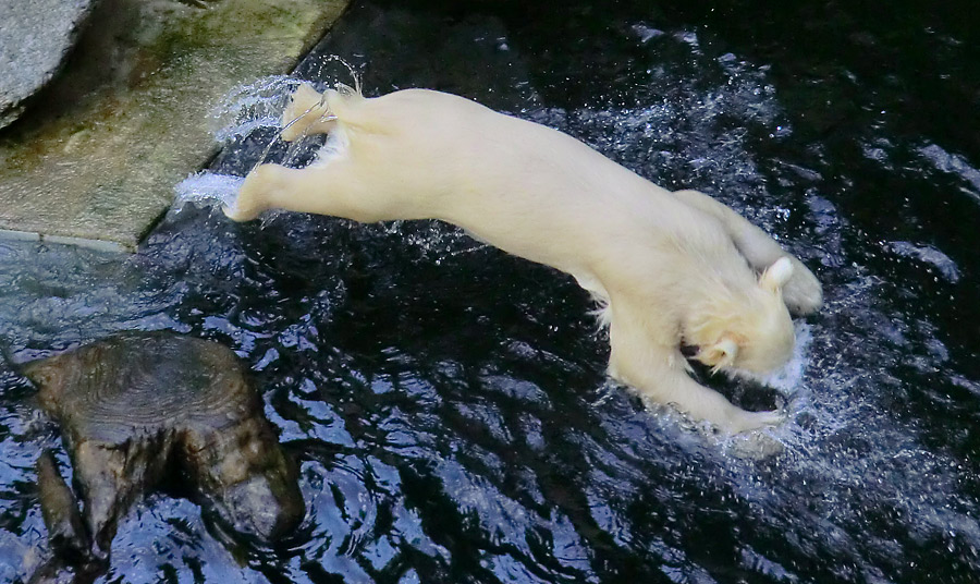 Eisbärmädchen ANORI am 17. Juni 2012 im Zoologischen Garten Wuppertal