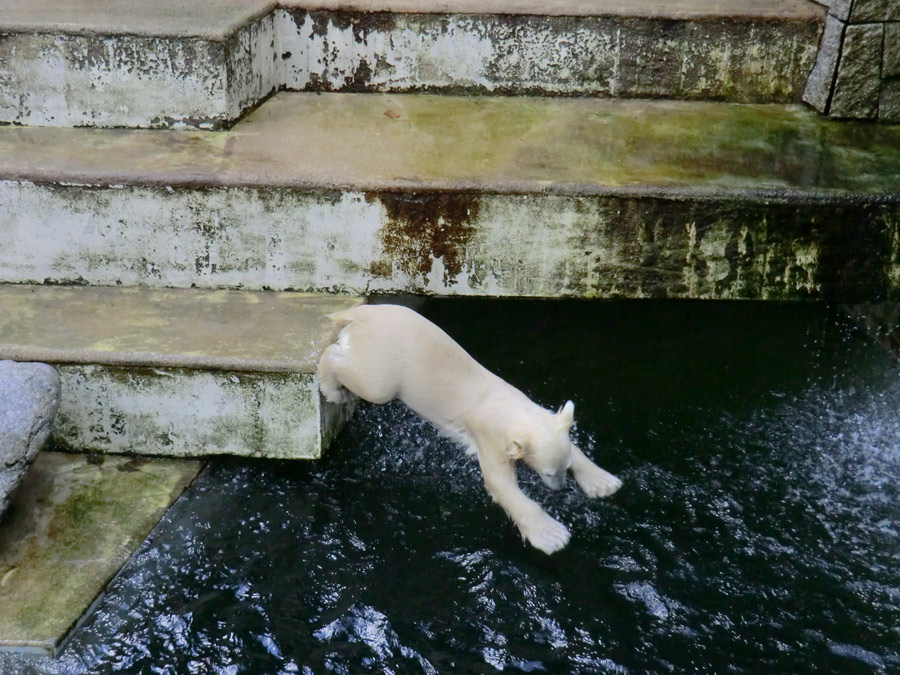 Eisbärmädchen ANORI am 17. Juni 2012 im Zoo Wuppertal