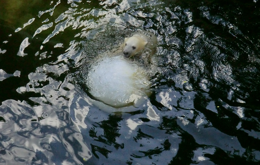 Eisbärmädchen ANORI am 17. Juni 2012 im Zoologischen Garten Wuppertal