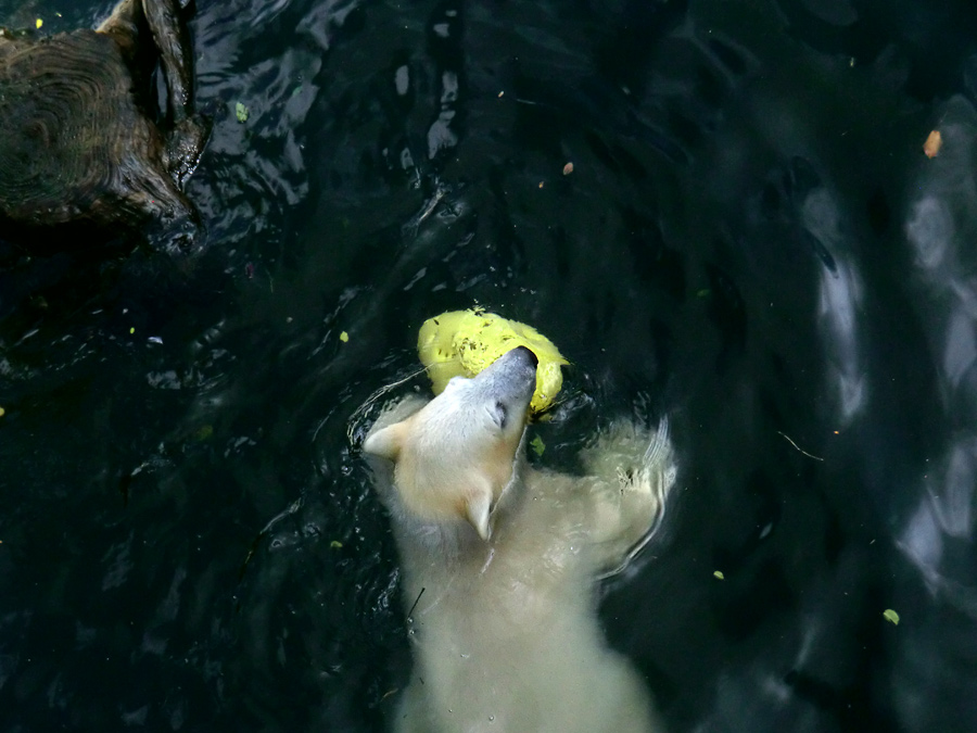 Eisbärmädchen ANORI am 17. Juni 2012 im Zoo Wuppertal
