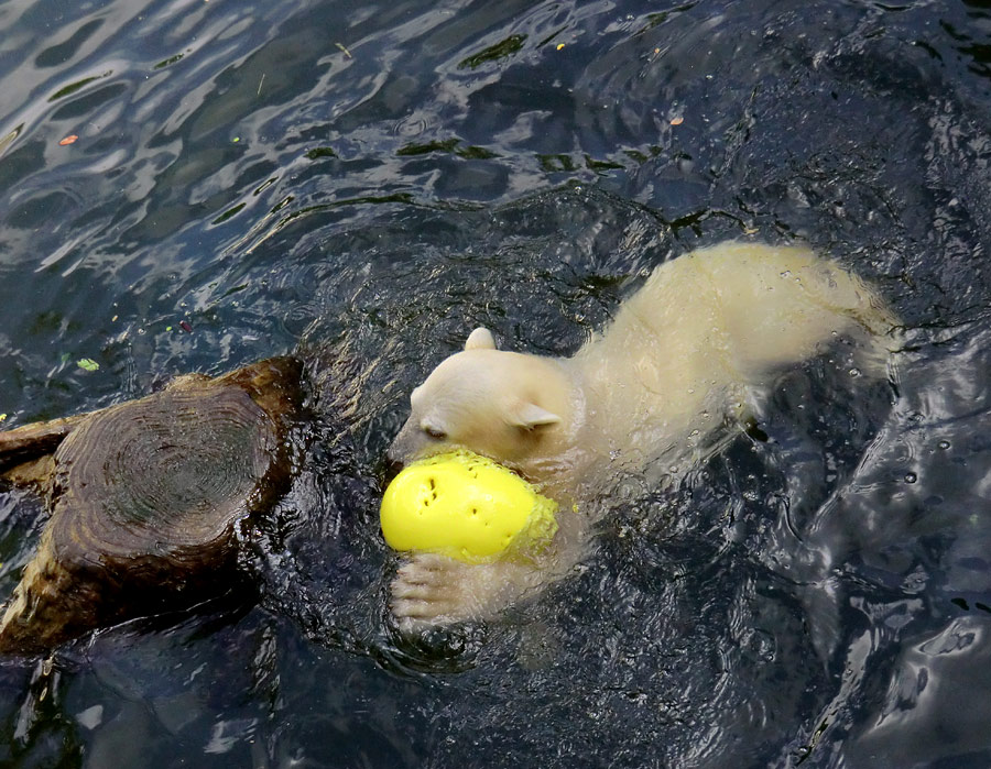 Eisbärmädchen ANORI am 17. Juni 2012 im Zoologischen Garten Wuppertal