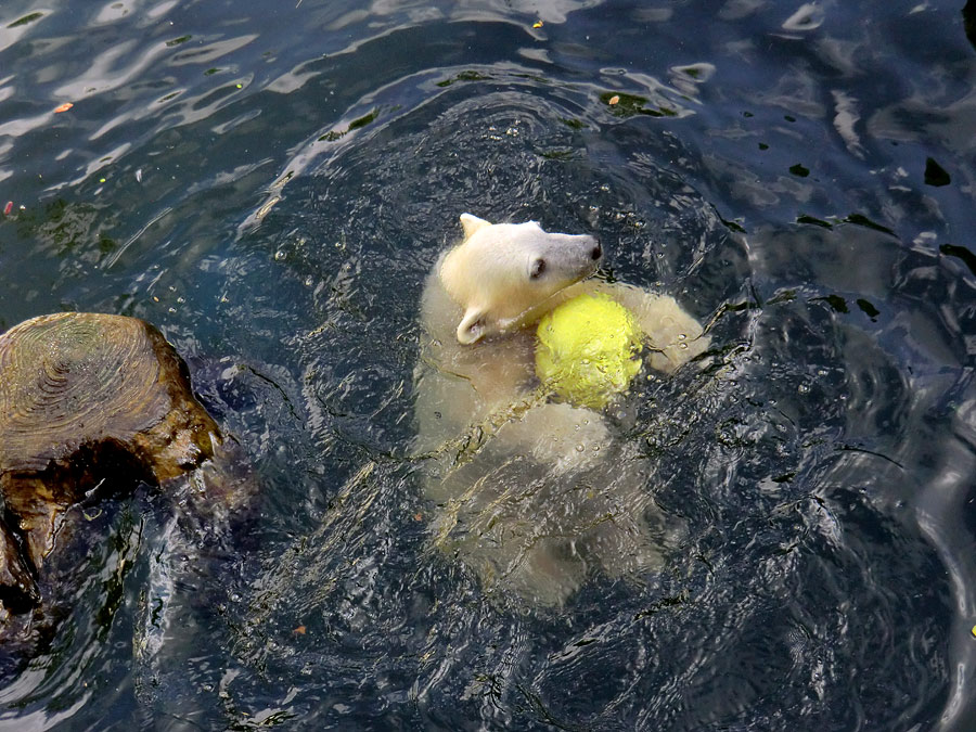 Eisbärmädchen ANORI am 17. Juni 2012 im Wuppertaler Zoo