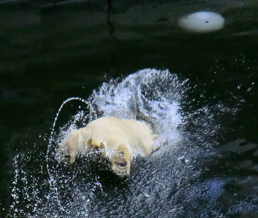 Eisbärmädchen ANORI am 17. Juni 2012 im Zoologischen Garten Wuppertal