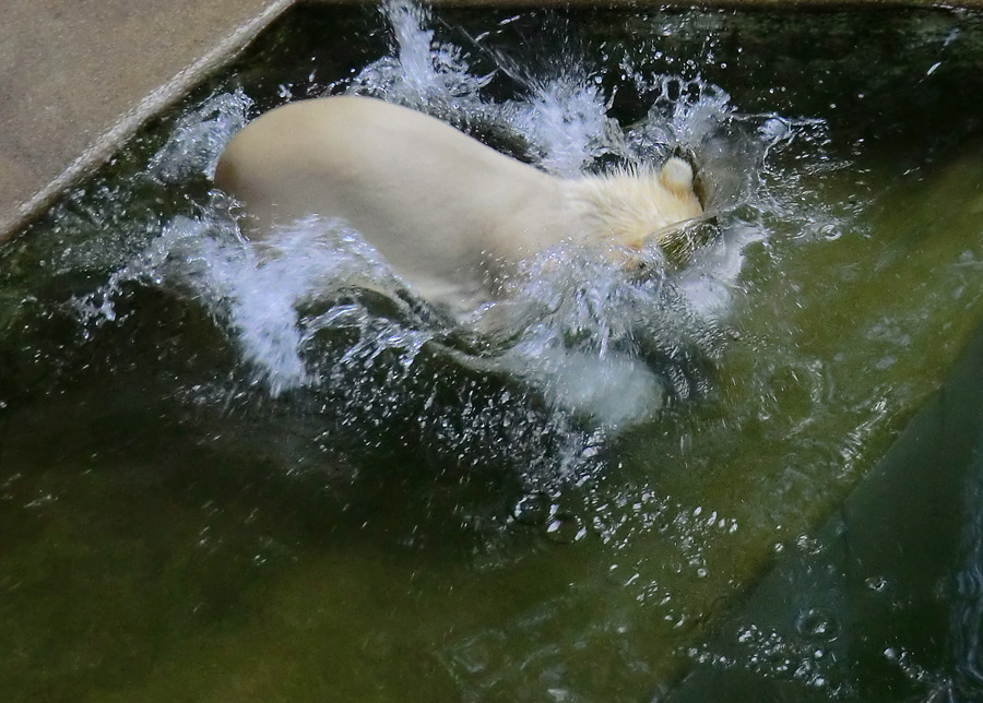 Eisbärmädchen ANORI am 17. Juni 2012 im Wuppertaler Zoo