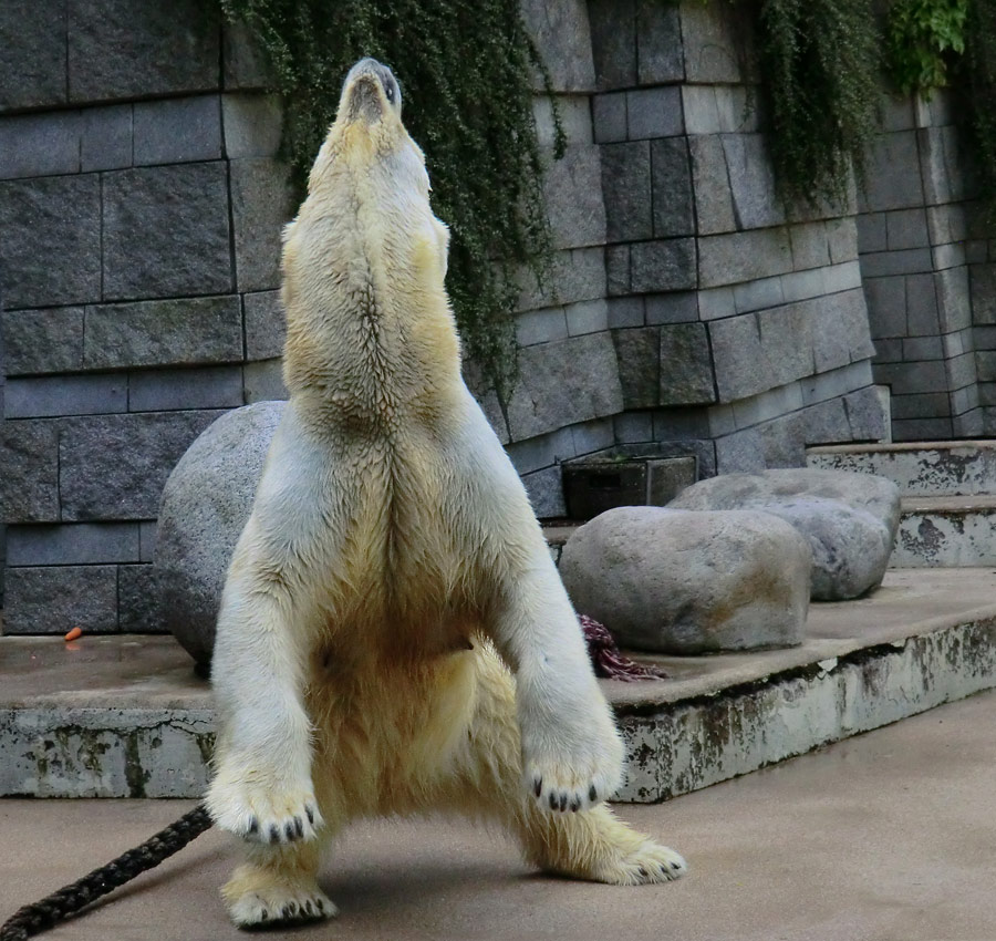 Eisbärin VILMA am 17. Juni 2012 im Zoo Wuppertal