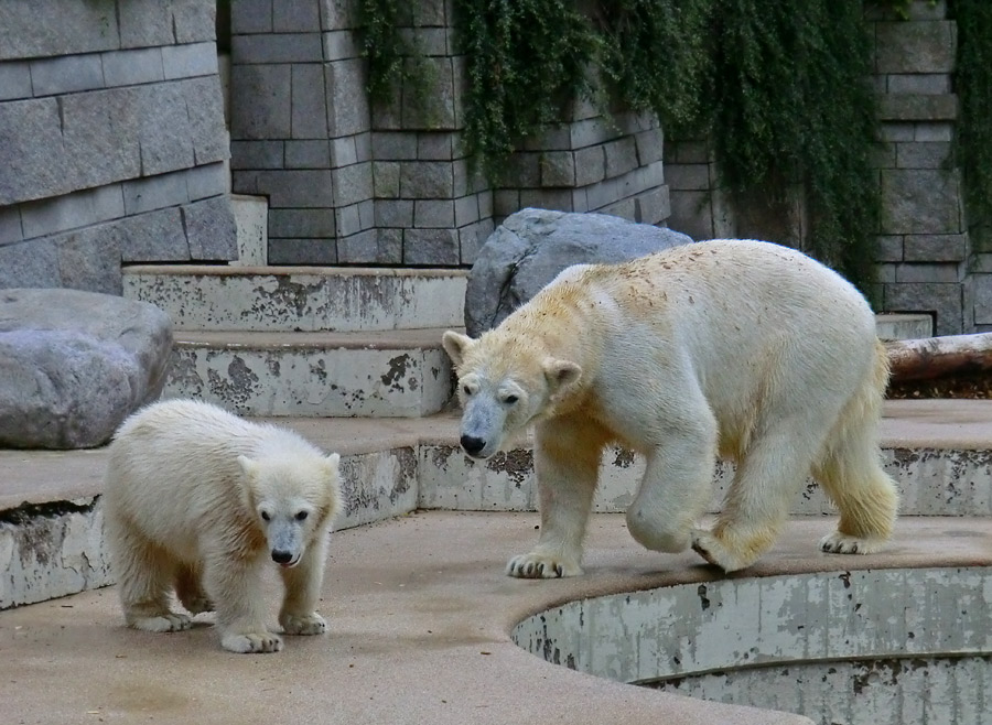 Eisbärmädchen ANORI am 23. Juni 2012 im Wuppertaler Zoo