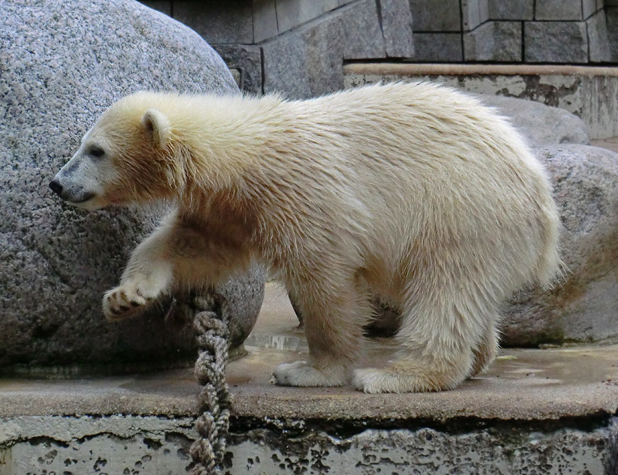 Eisbärmädchen ANORI am 23. Juni 2012 im Zoo Wuppertal