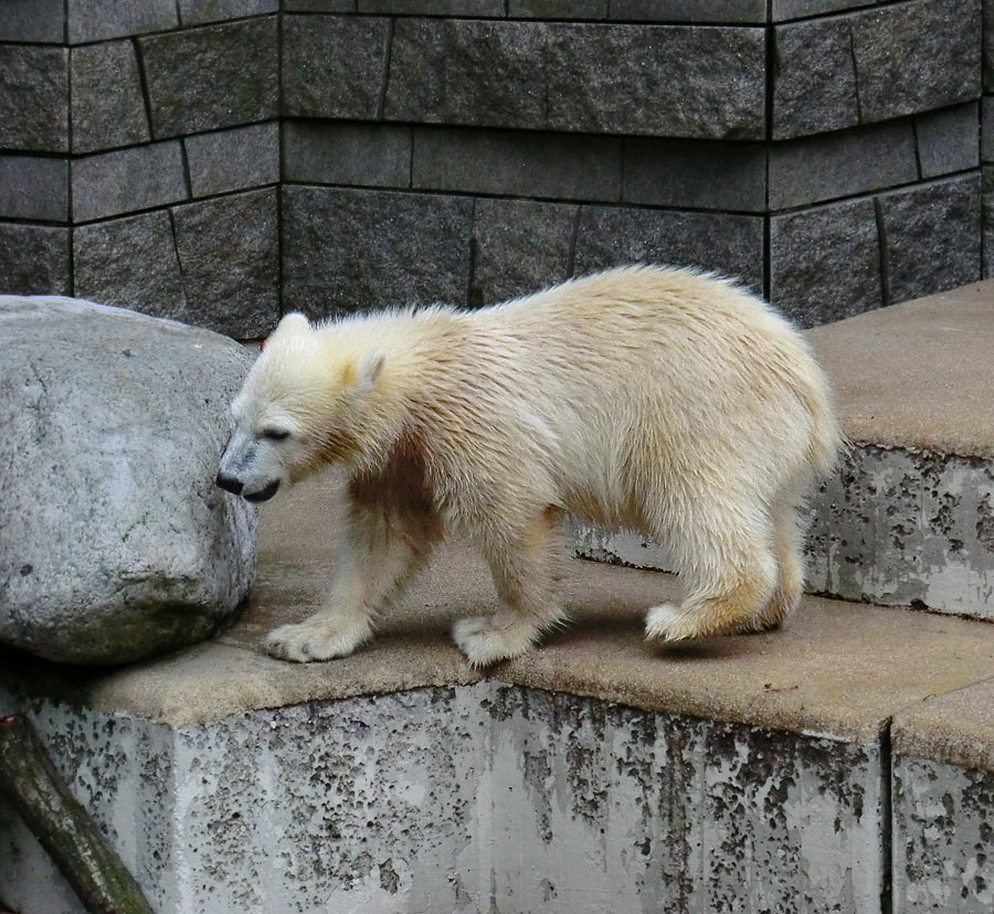 Eisbärmädchen ANORI am 23. Juni 2012 im Zoologischen Garten Wuppertal