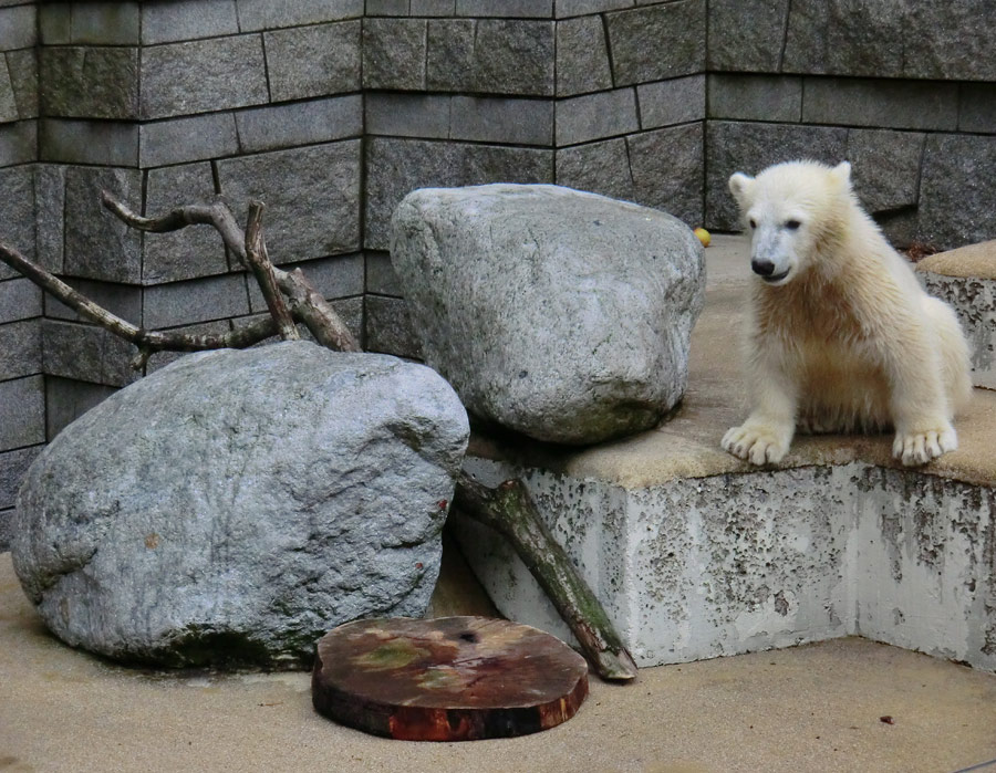 Eisbärmädchen ANORI am 23. Juni 2012 im Wuppertaler Zoo