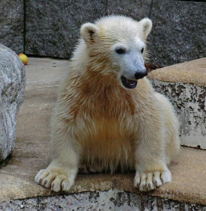 Eisbärmädchen ANORI am 23. Juni 2012 im Zoo Wuppertal