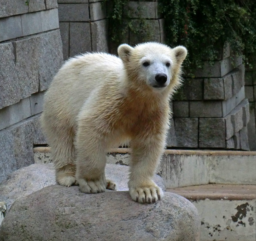 Eisbärmädchen ANORI am 23. Juni 2012 im Zoologischen Garten Wuppertal