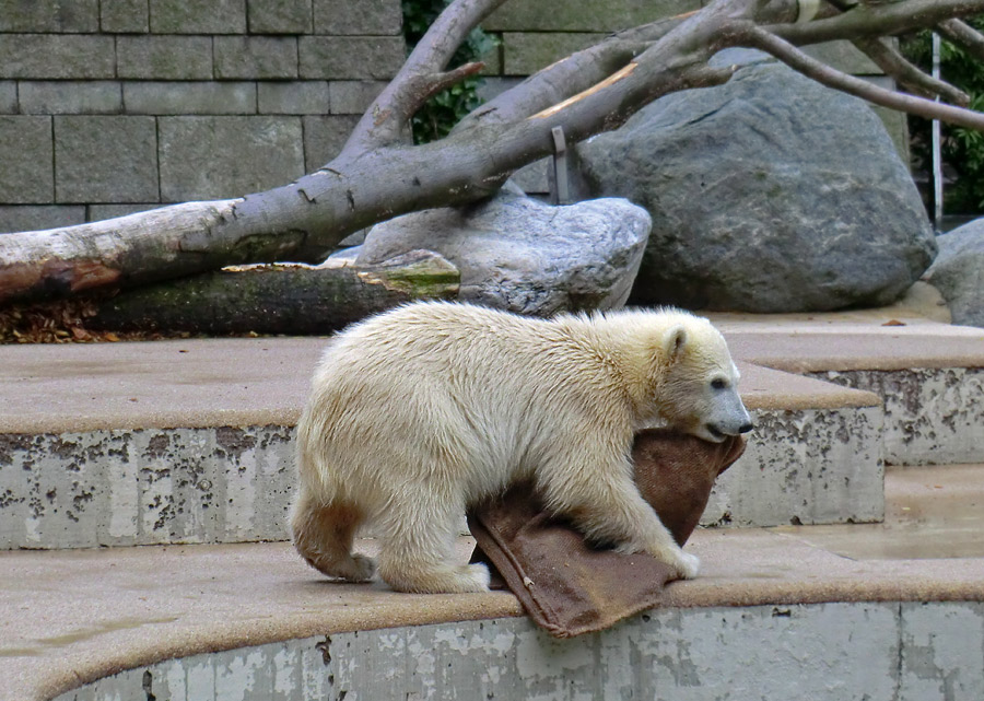 Eisbärmädchen ANORI am 23. Juni 2012 im Zoologischen Garten Wuppertal