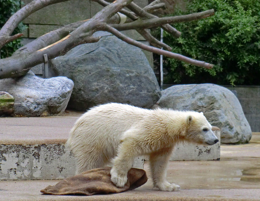 Eisbärmädchen ANORI am 23. Juni 2012 im Wuppertaler Zoo