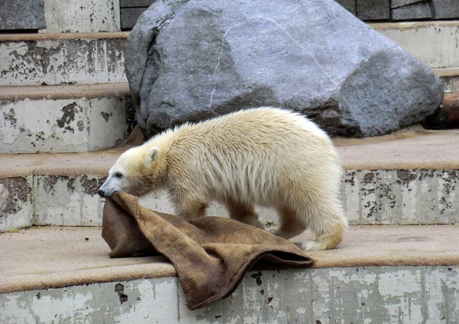 Eisbärmädchen ANORI am 23. Juni 2012 im Wuppertaler Zoo