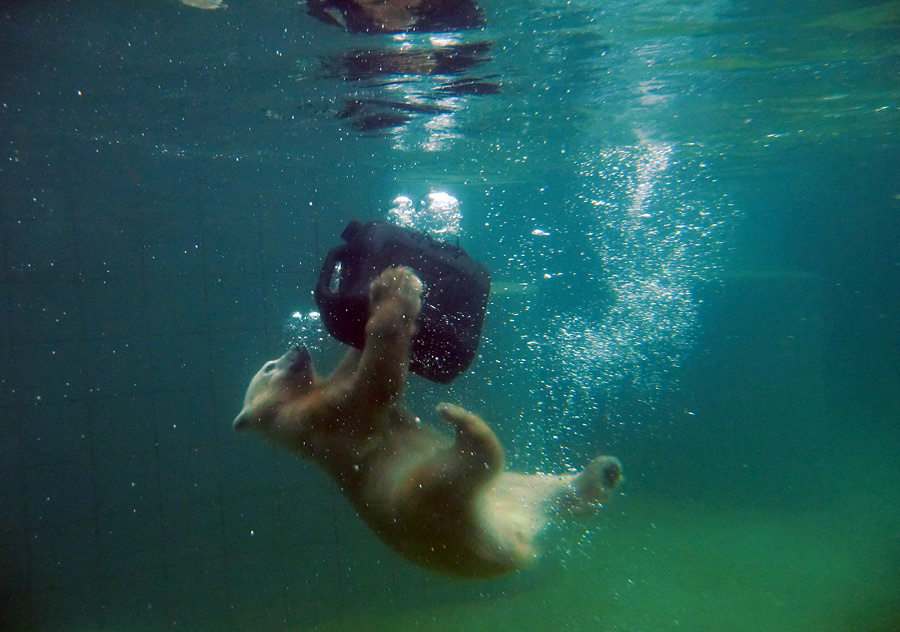 Eisbärmädchen ANORI am 23. Juni 2012 im Zoo Wuppertal