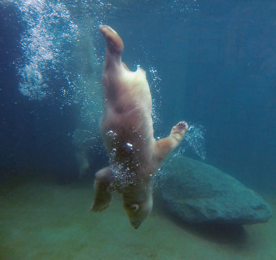 Eisbärmädchen ANORI am 23. Juni 2012 im Zoologischen Garten Wuppertal