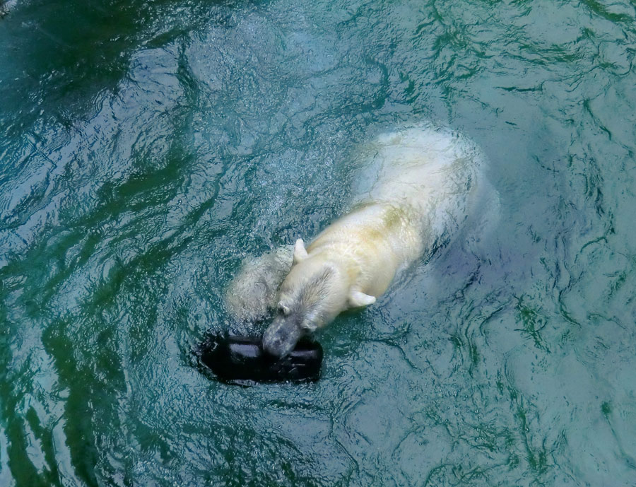 Eisbärin VILMA am 24. Juni 2012 im Wuppertaler Zoo