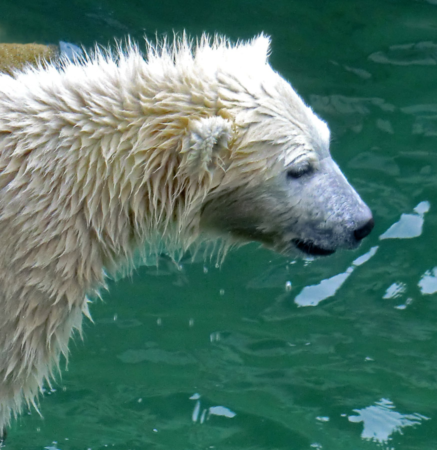 Eisbärmädchen ANORI am 24. Juni 2012 im Wuppertaler Zoo