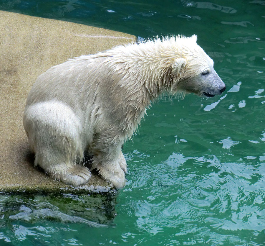 Eisbärmädchen ANORI am 24. Juni 2012 im Zoologischen Garten Wuppertal