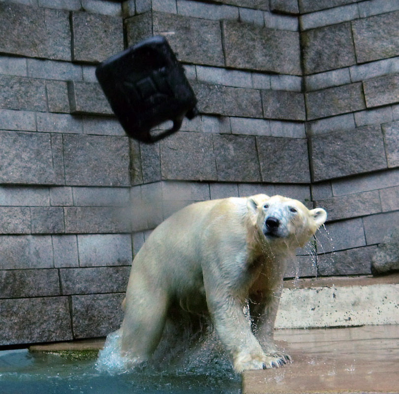 Eisbärin VILMA am 24. Juni 2012 im Zoo Wuppertal