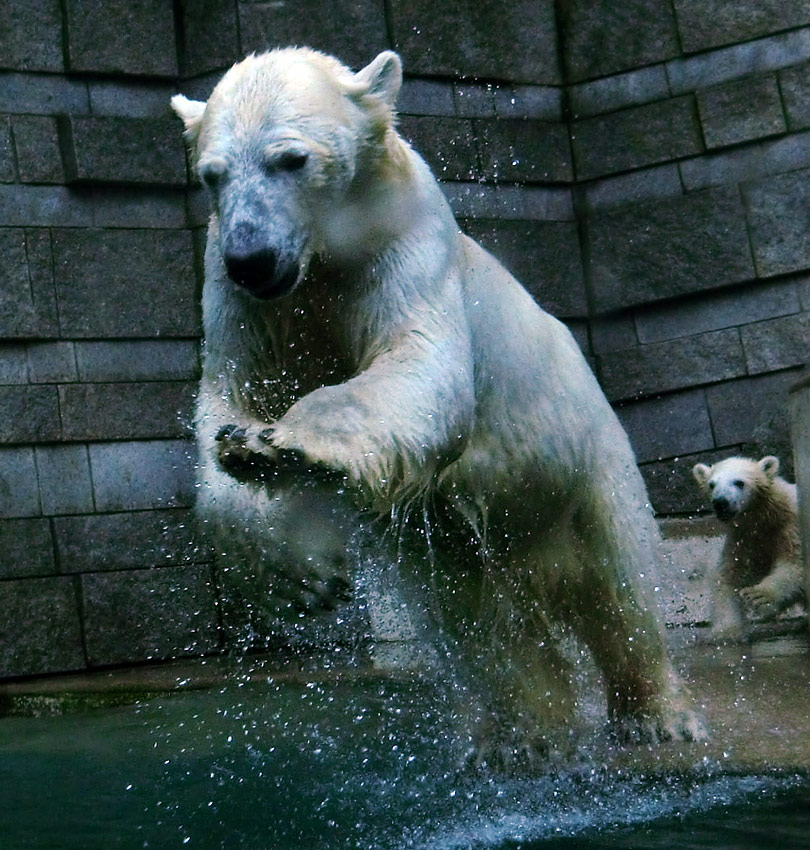 Eisbärin VILMA am 24. Juni 2012 im Zoologischen Garten Wuppertal