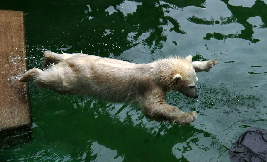 Eisbärmädchen ANORI am 24. Juni 2012 im Zoologischen Garten Wuppertal