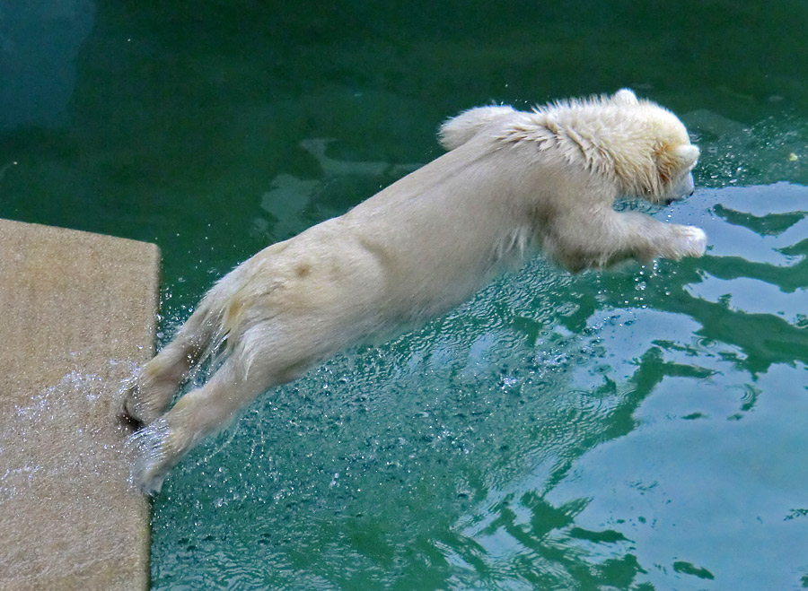 Eisbärmädchen ANORI am 24. Juni 2012 im Wuppertaler Zoo