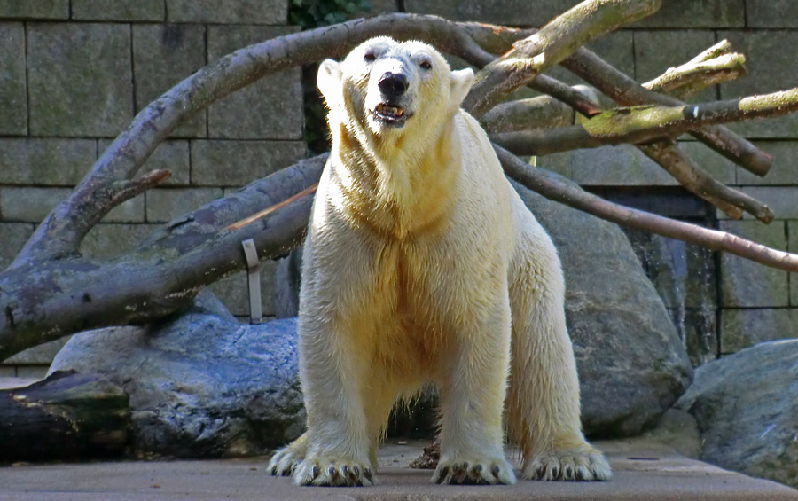 Eisbärin VILMA am 30. Juni 2012 im Zoologischen Garten Wuppertal