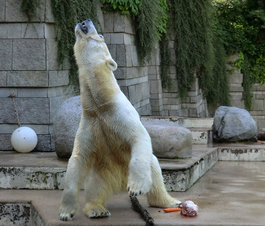 Eisbärin VILMA am 30. Juni 2012 im Zoo Wuppertal