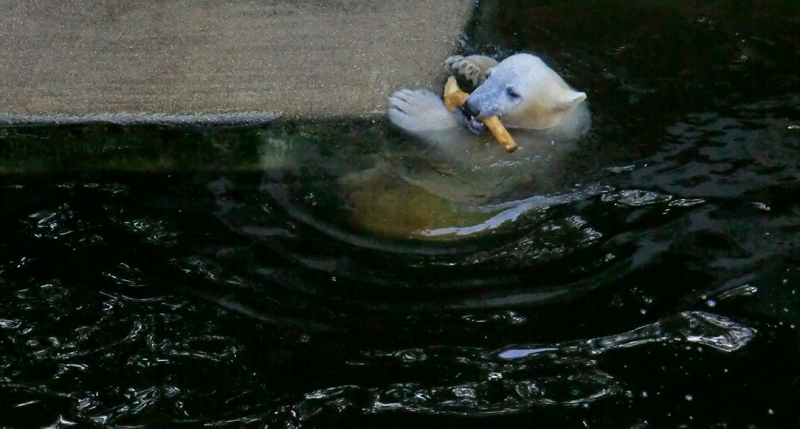 Eisbärmädchen ANORI am 30. Juni 2012 im Zoologischen Garten Wuppertal