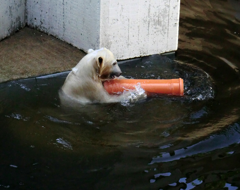 Eisbärmädchen ANORI am 30. Juni 2012 im Wuppertaler Zoo