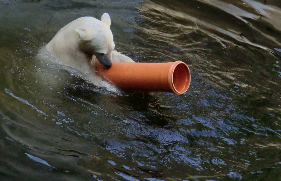 Eisbärmädchen ANORI am 30. Juni 2012 im Zoo Wuppertal