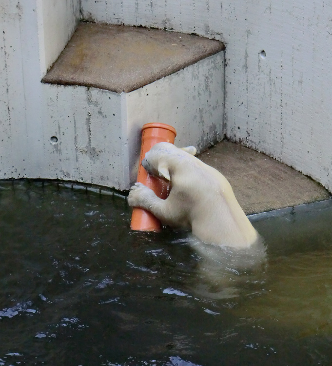 Eisbärmädchen ANORI am 30. Juni 2012 im Zoologischen Garten Wuppertal