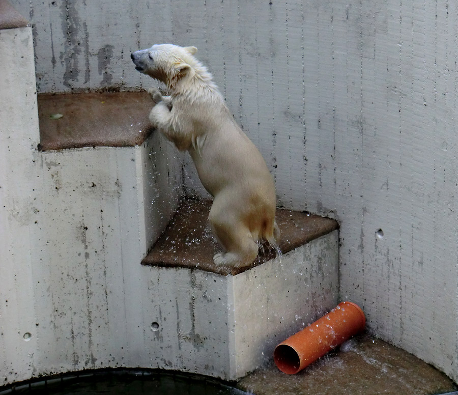 Eisbärmädchen ANORI am 30. Juni 2012 im Wuppertaler Zoo