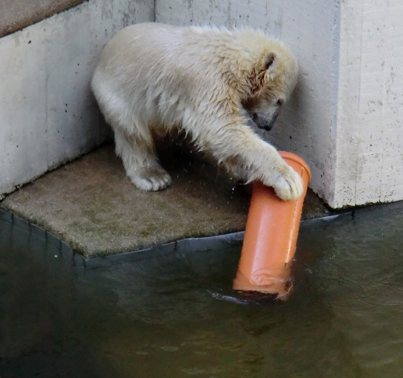 Eisbärmädchen ANORI am 30. Juni 2012 im Zoologischen Garten Wuppertal