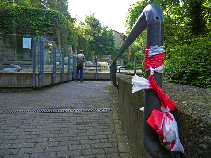 Eisbärin VILMA am 30. Juni 2012 im Zoo Wuppertal