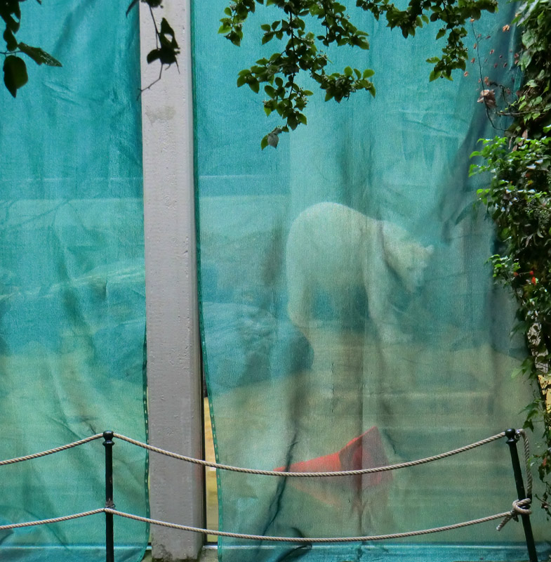 Eisbärin VILMA am 1. Juli 2012 im Zoologischen Garten Wuppertal