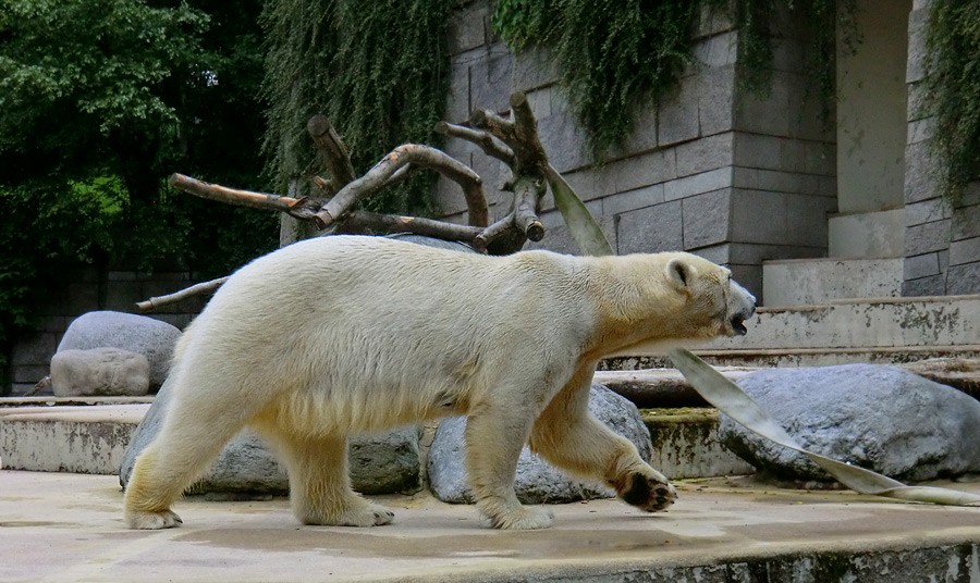 Eisbärin VILMA am 1. Juli 2012 im Zoo Wuppertal